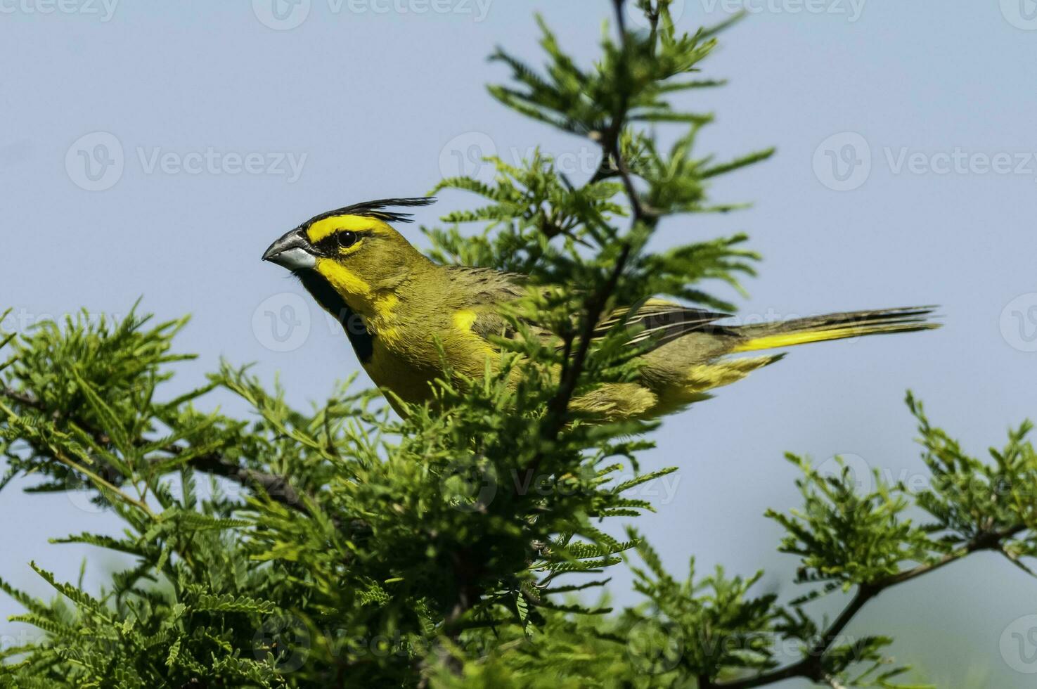 Yellow Cardinal, Gubernatrix cristata, Endangered species in La Pampa, Argentina photo