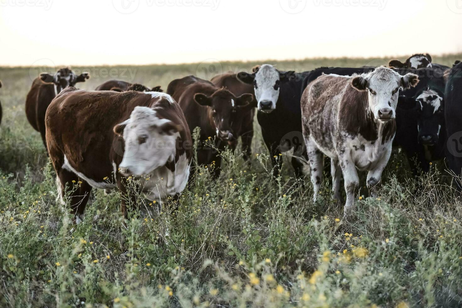 Argentine meat production,cows fed on natural grass. 26281983 Stock