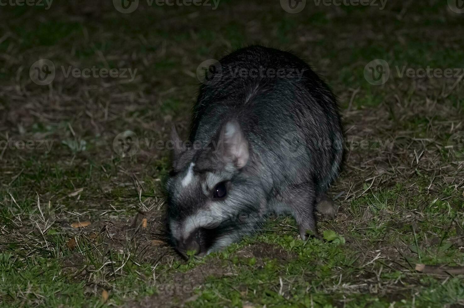 Vizcacha , Lagostomus maximus,  El Palmar National Park , Entre Rios Province, Argentina photo