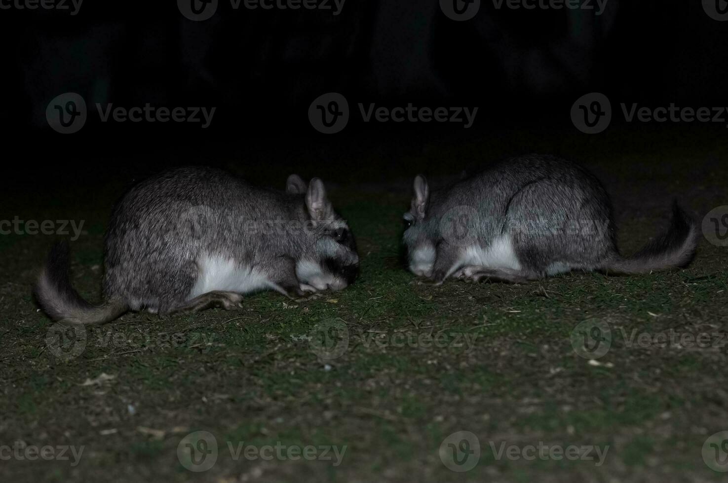 Vizcacha , Lagostomus maximus,  El Palmar National Park , Entre Rios Province, Argentina photo