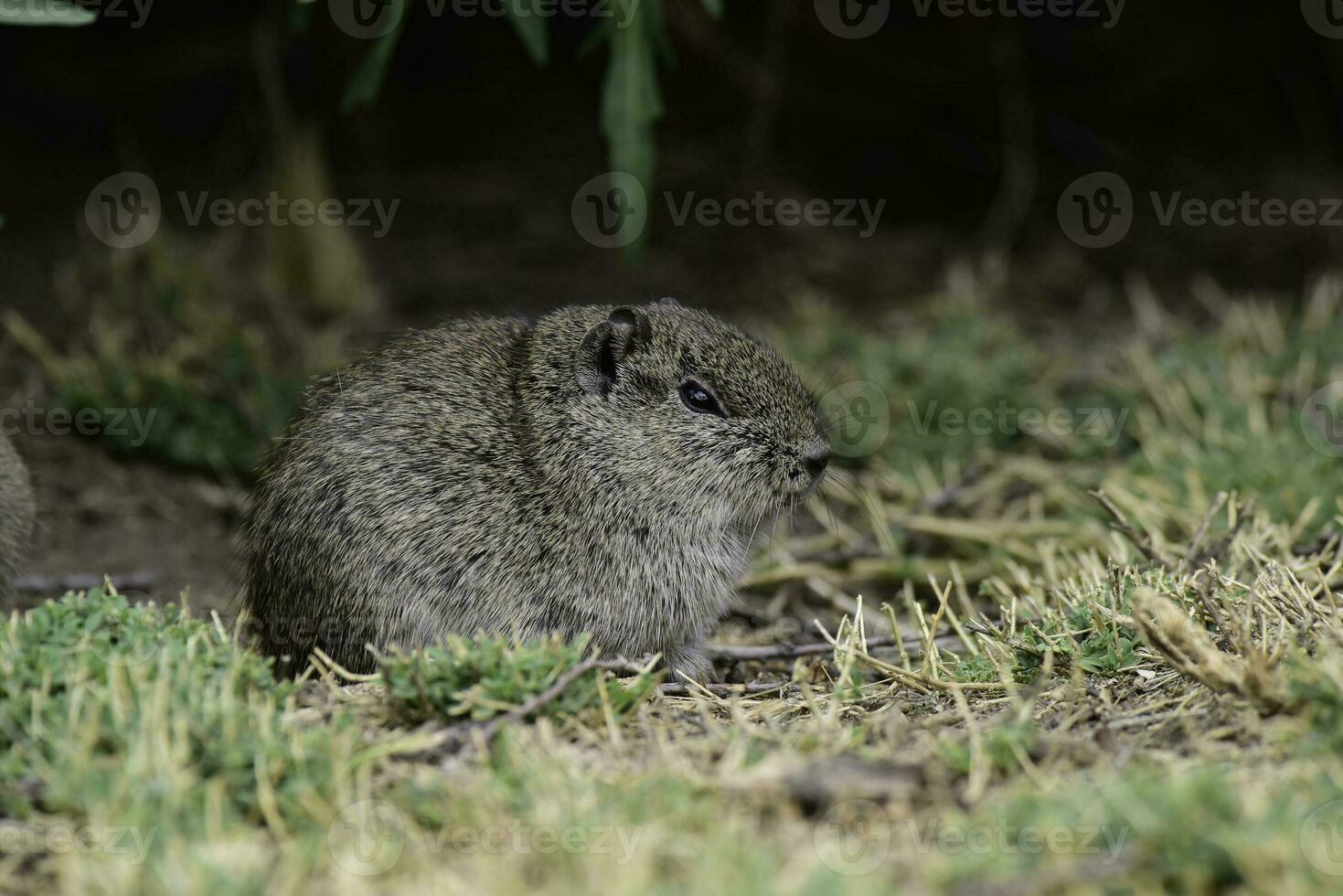 Desert Cavi, Lihue Calel National Park, La Pampa Province, Patagonia , Argentina photo