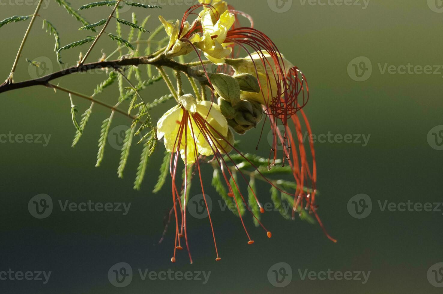 Wild flower in Patagonia, Caesalpinia gilliesii,  La Pampa, Argentina. photo