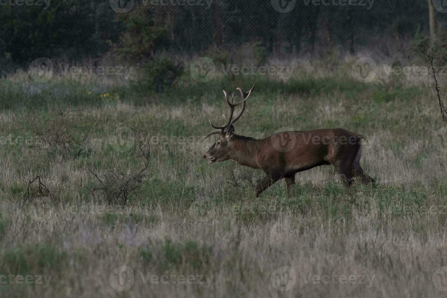 rojo ciervo en la pampa, argentina, parque luro, naturaleza reserva foto