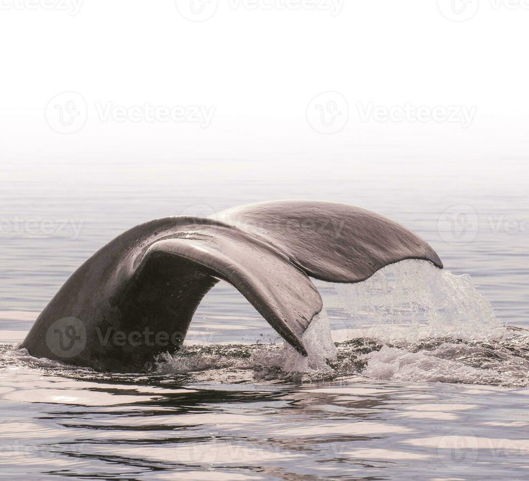 Whale tail in Peninsula Valdes,, Patagonia, Argentina photo