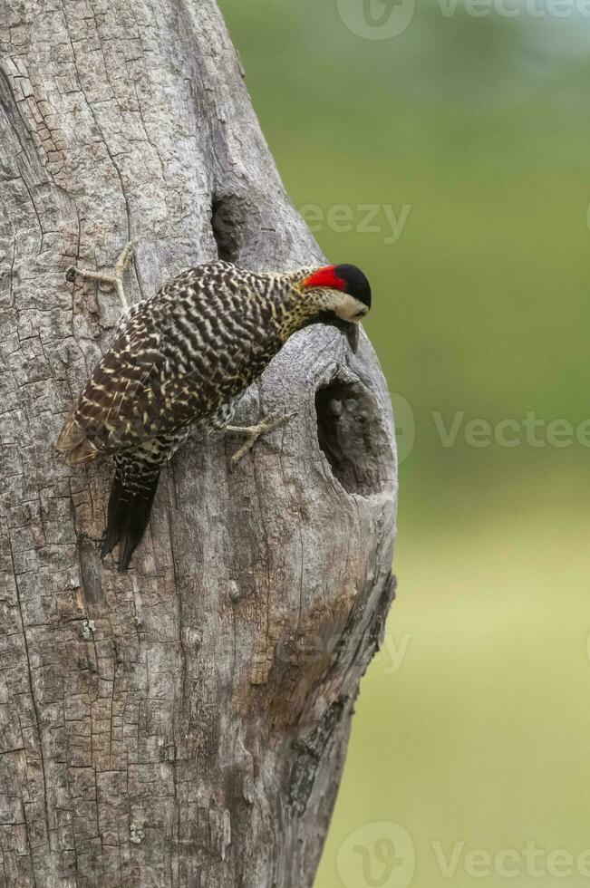 verde prohibido pájaro carpintero en bosque ambiente, la pampa provincia, Patagonia, argentina. foto