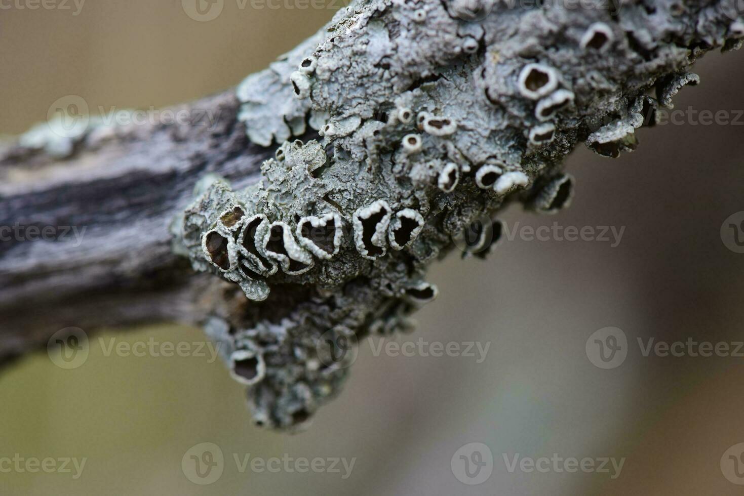 Lichens attached to a tree branch, La Pampa Province, Patagonia, Argentina. photo