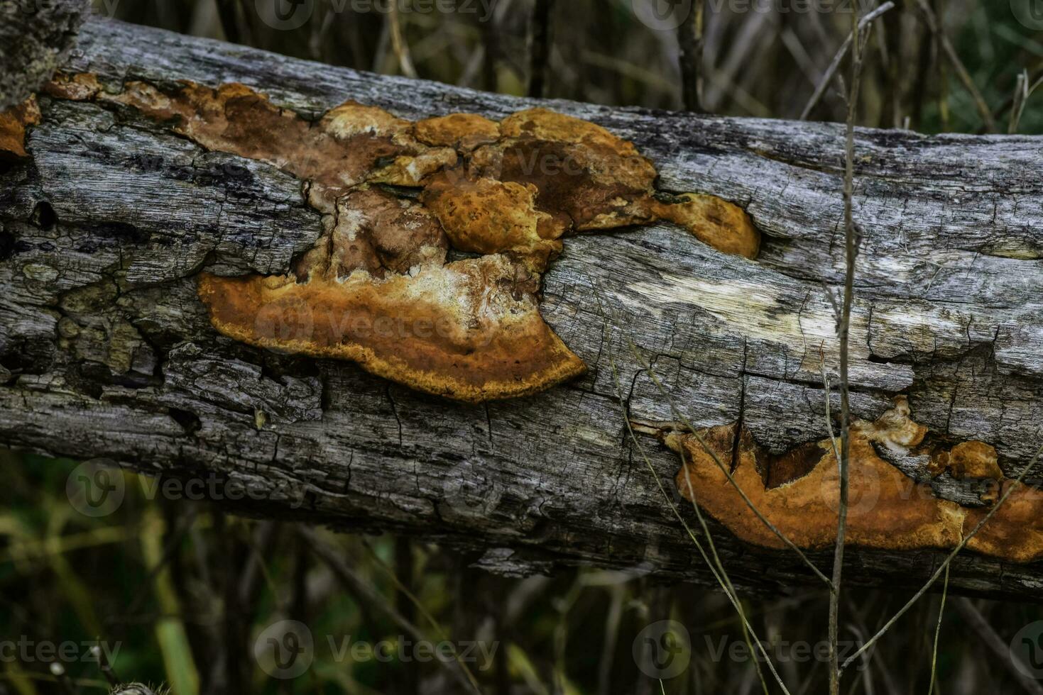 Orange fungus on the trunk of a tree, La Pampa Province, Patagonia, Argentina. photo