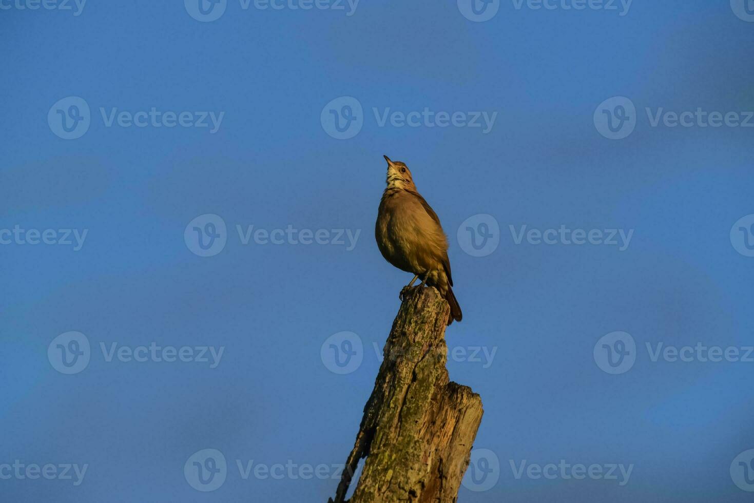 Rufous Hornero , Argentine national Bird, Cordoba Province,  Province Argentina. photo
