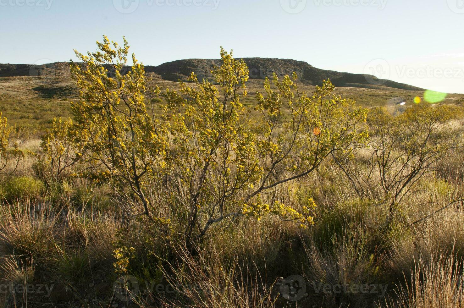 Creosote bush, Lihue Calel National Park, La Pampa, Argentina photo
