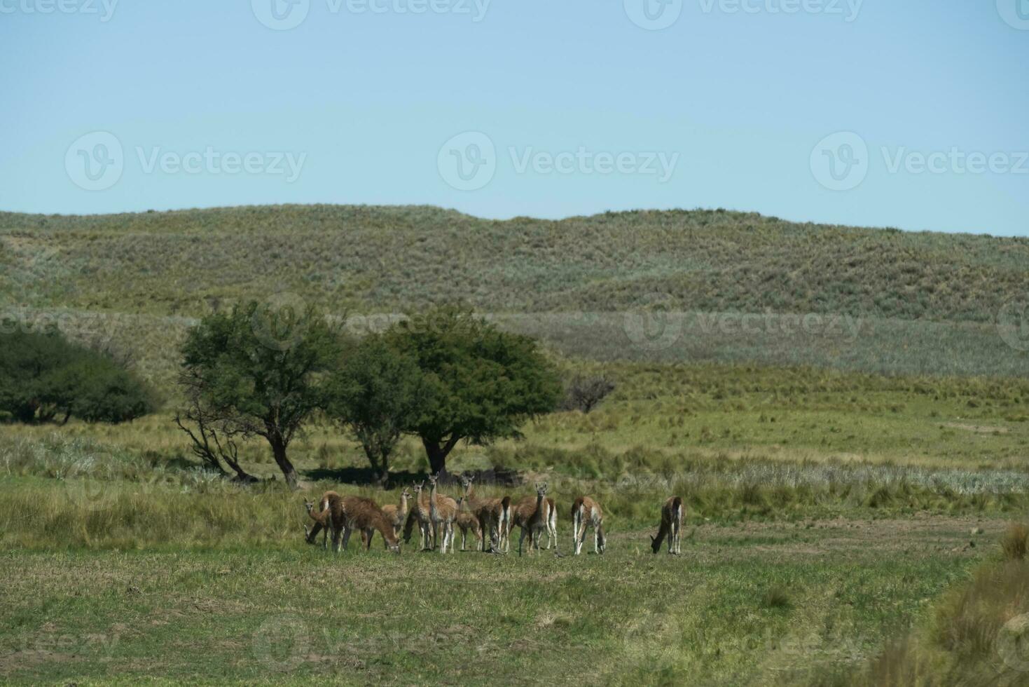 guanacos en pampa césped ambiente, la pampa, Patagonia, argentina. foto