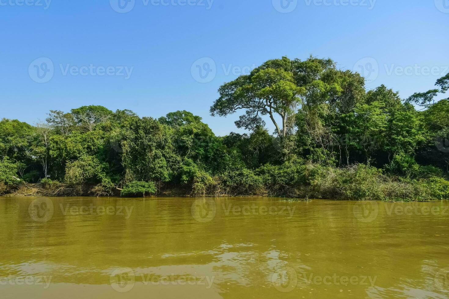 River landscape  and jungle,Pantanal, Brazil photo