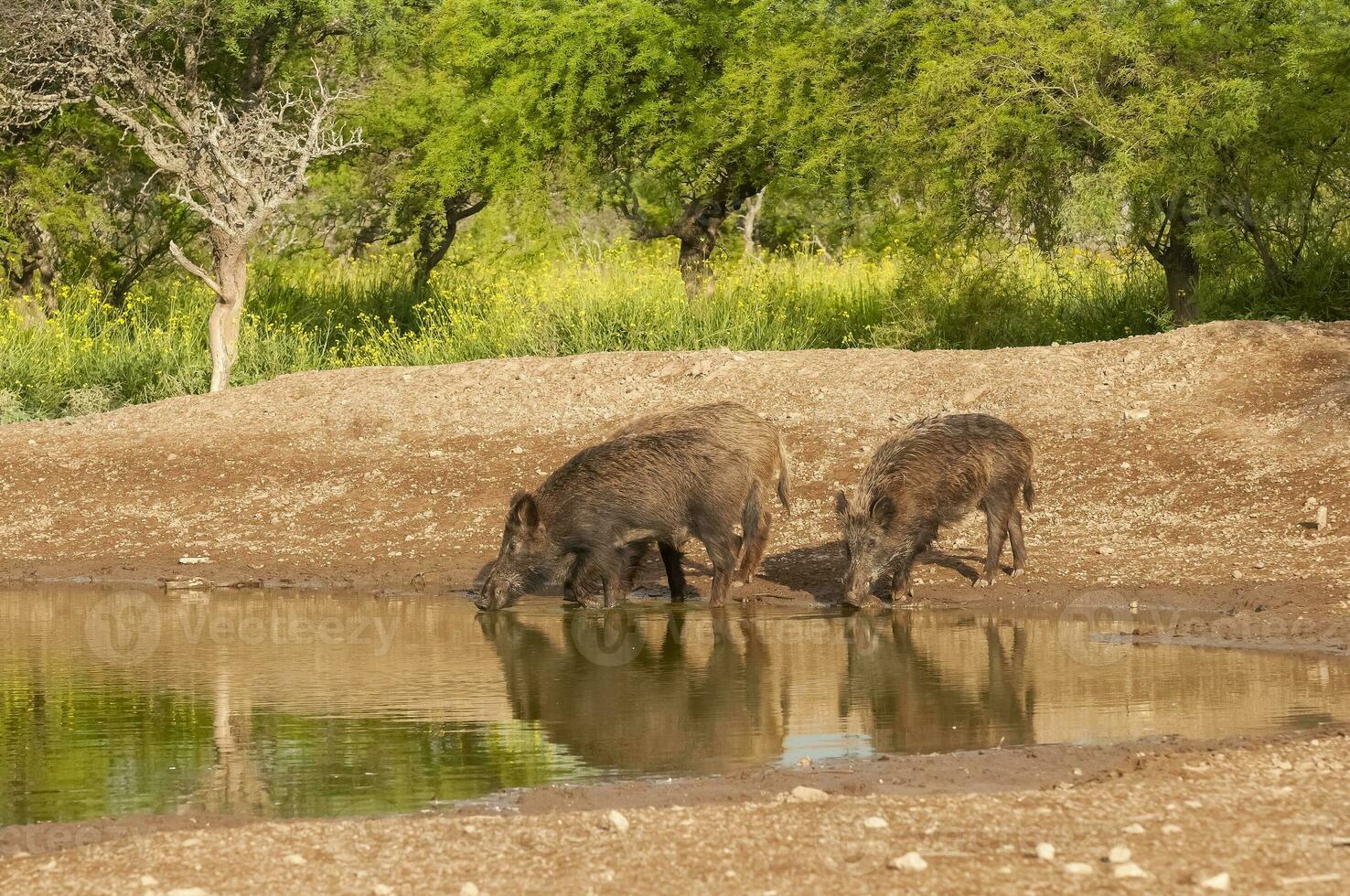 Wild boar herd in a water hole, Chaco Forest, La Pampa province, Argentina. photo