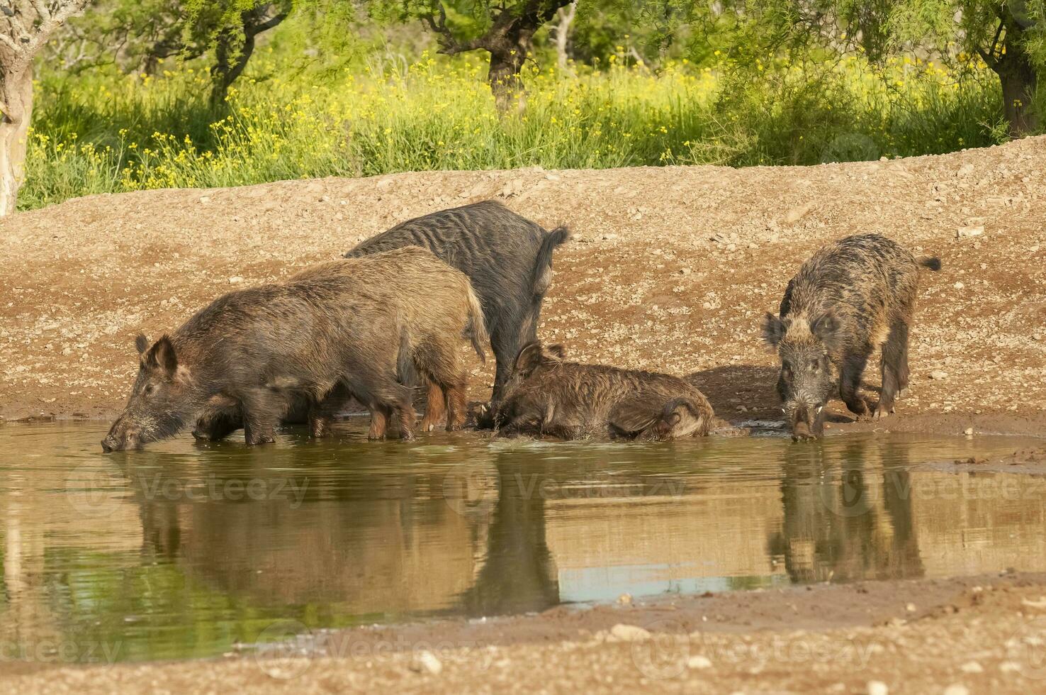 Wild boar herd in a water hole, Chaco Forest, La Pampa province, Argentina. photo