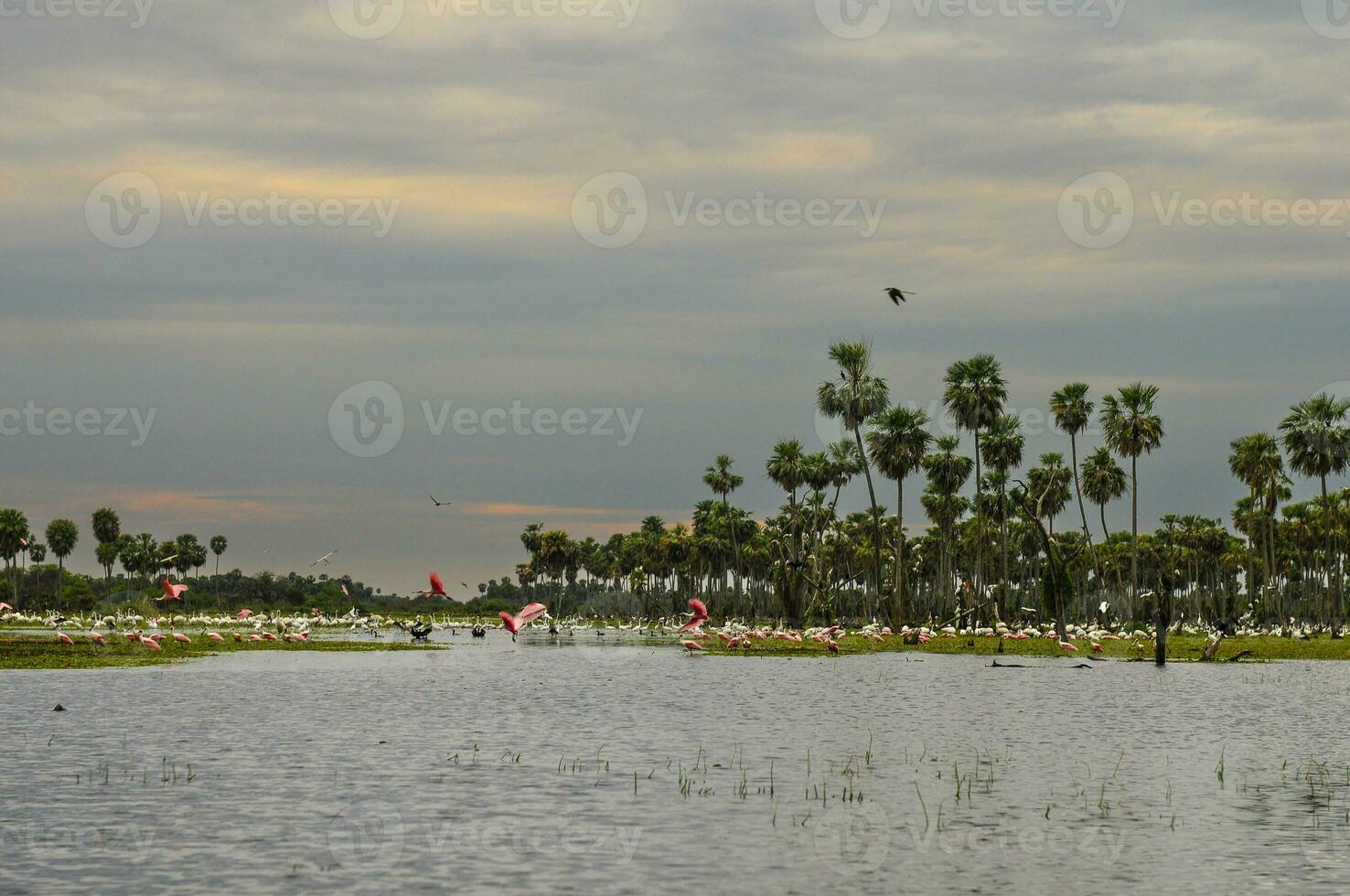 Palms landscape in La Estrella Marsh variety of bird species,  Formosa province, Argentina. photo