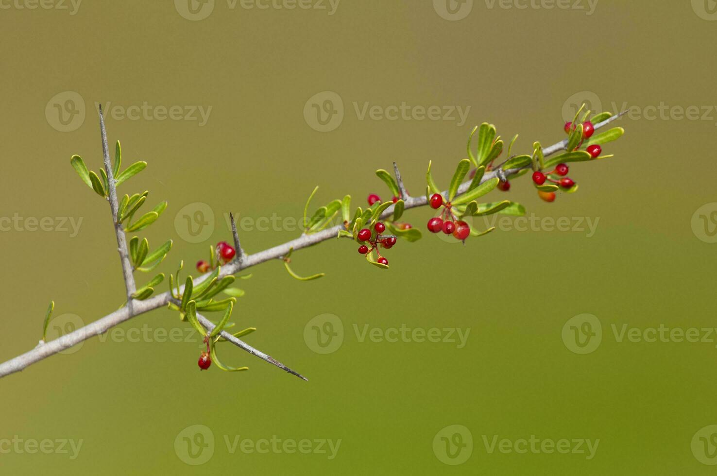 Wild Fruit in semi desertic environment, Calden forest, La Pampa Argentina photo