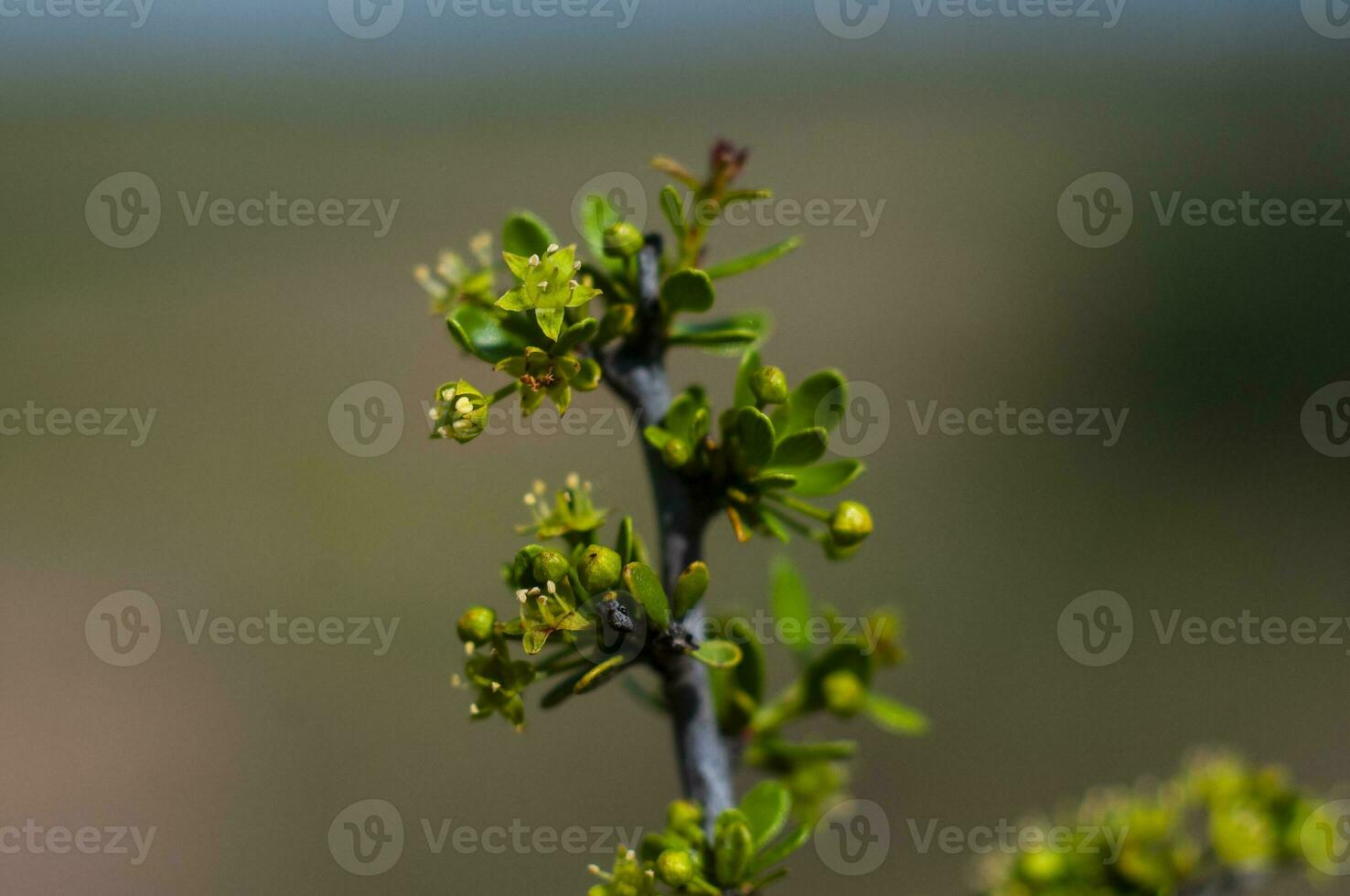 Plant in semi desertic environment, Calden forest, La Pampa Argentina photo