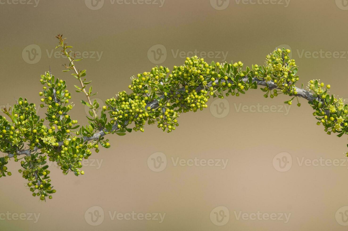 Plant in semi desertic environment, Calden forest, La Pampa Argentina photo