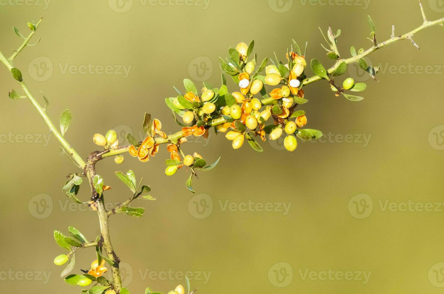 Wild fruits in Pampas forest environment, La Pampa Province, Patagonia, Argentina. photo