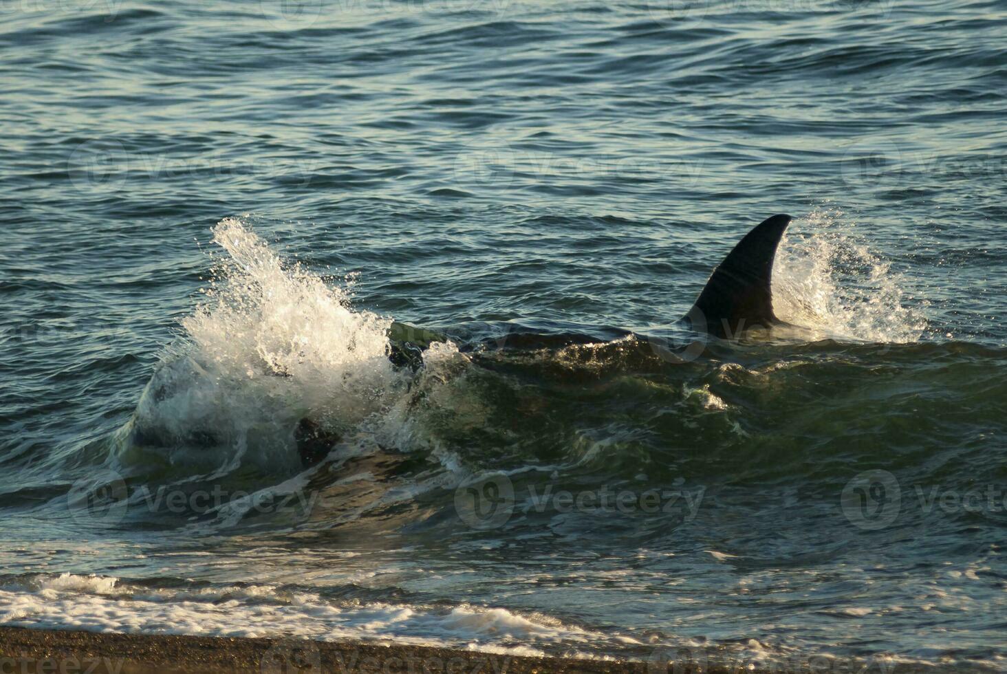 Orca attacking sea lions, Patagonia Argentina photo