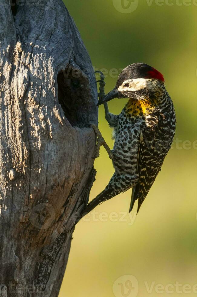 verde prohibido pájaro carpintero en bosque ambiente, la pampa provincia, Patagonia, argentina. foto