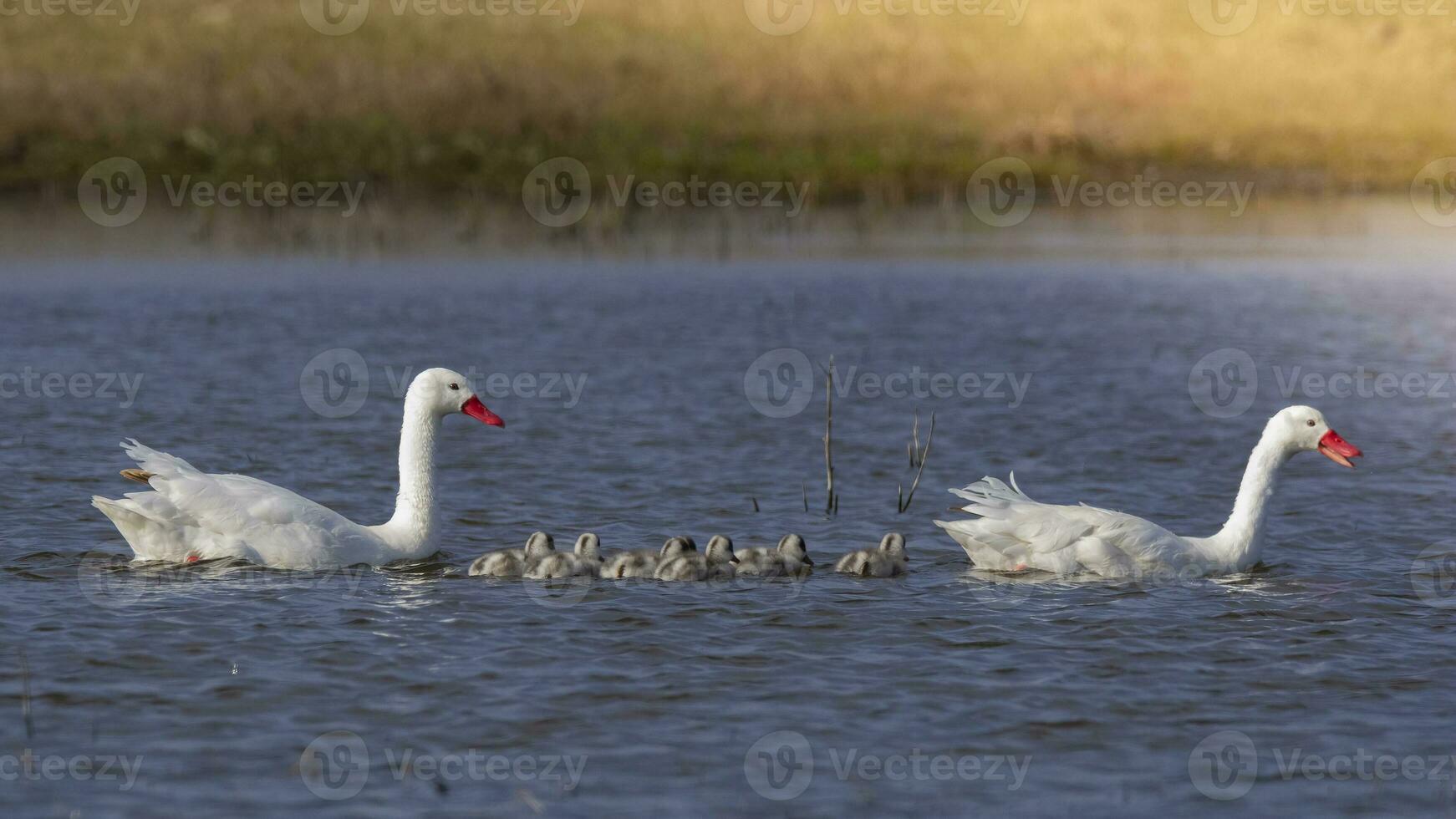 Coscoroba swans with chicks, La Pampa Province, Patagonia, Argentina. photo