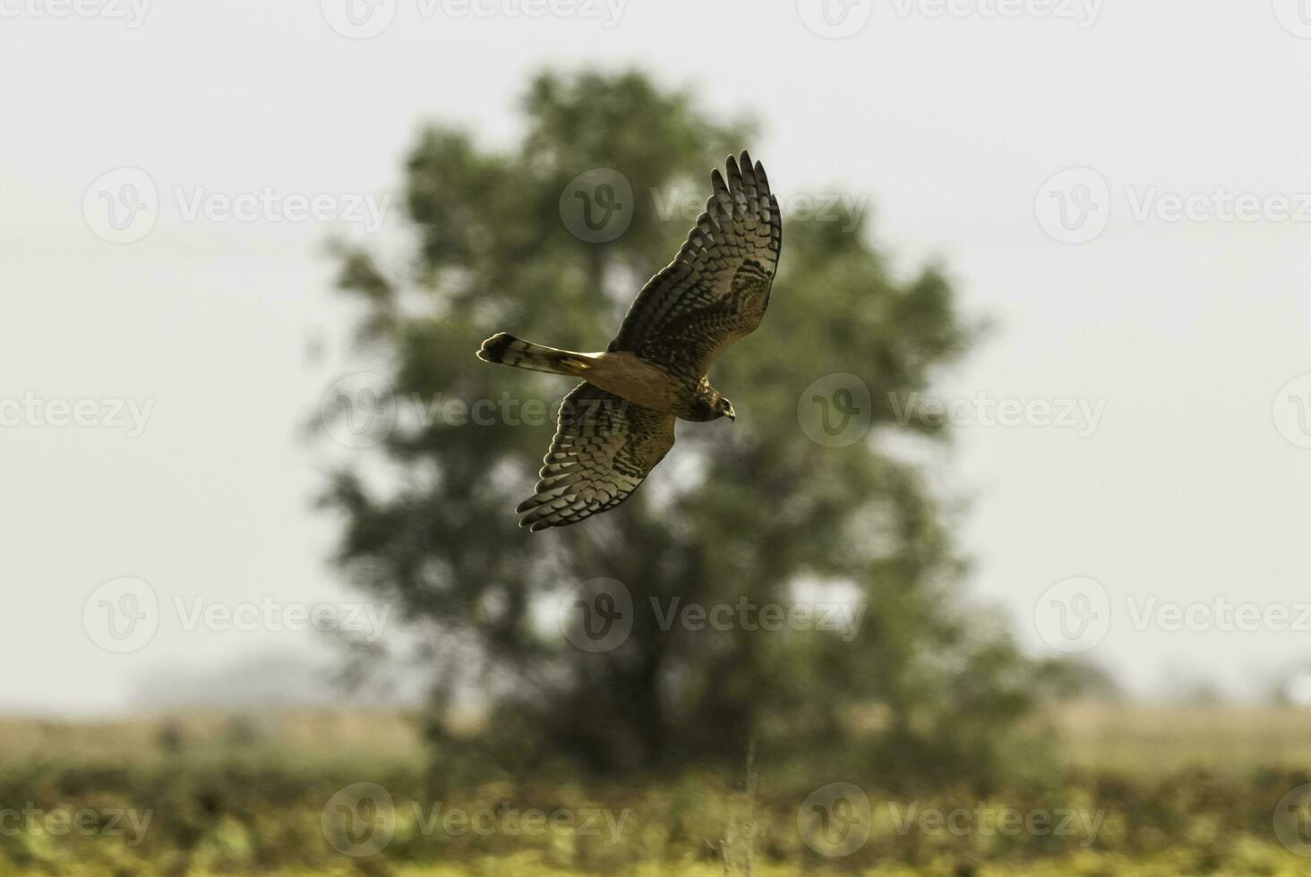 Cinereous Harrier, Circus cinereus, La Pampa, Argentina photo