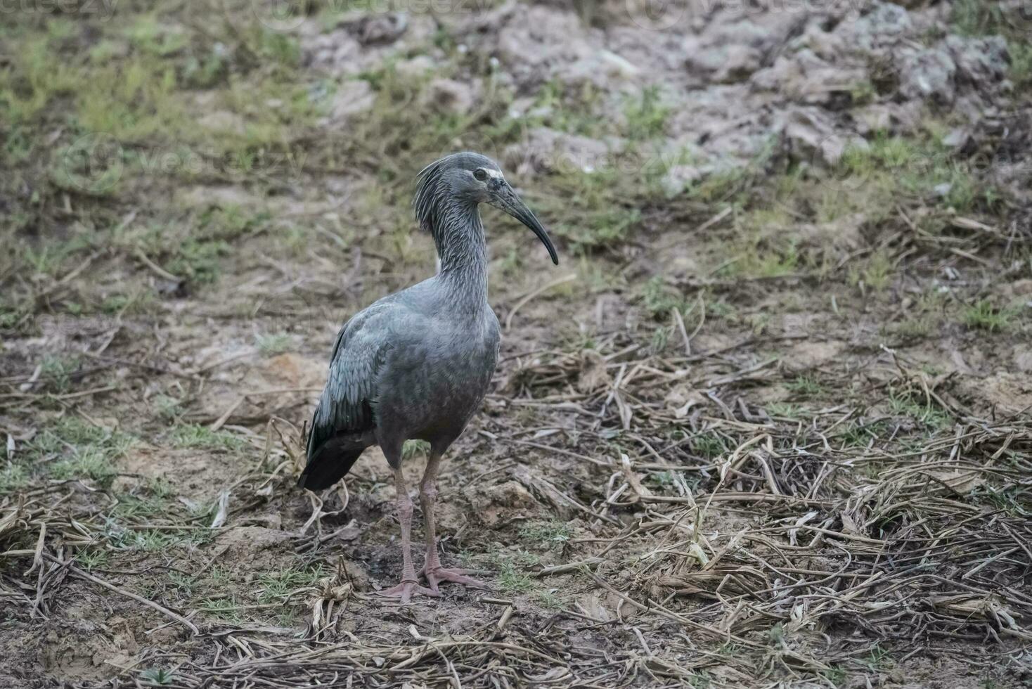 plomizo ibis, mato grosoo, pantanal, brasil foto