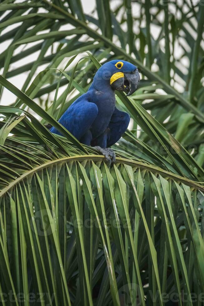 Hyacinth Macaw in  forest environment,Pantanal Forest, Mato Grosso, Brazil. photo