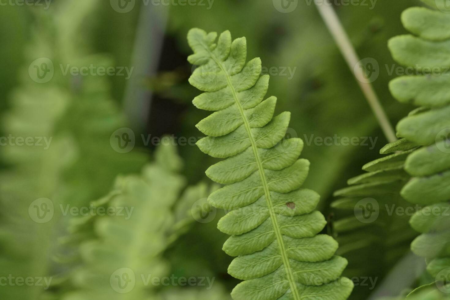 Ferns in Quebrada del Condorito  National Park,Cordoba province, Argentina photo