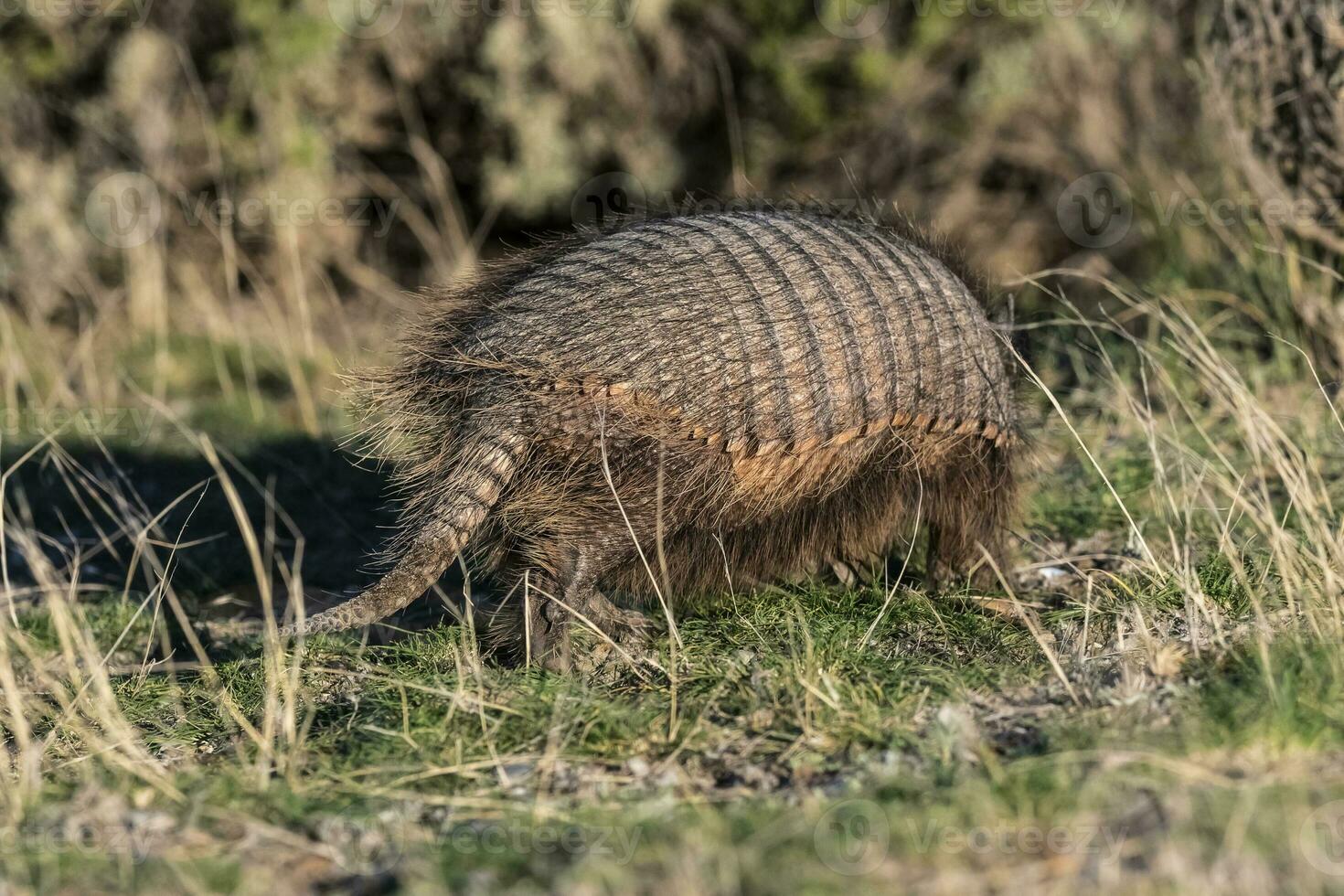 Hairy Armadillo, in grassland environment, Peninsula Valdes, Patagonia, Argentina photo