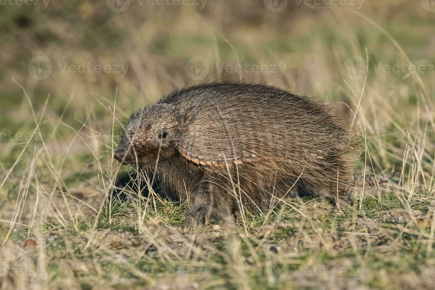 peludo armadillo, en pradera ambiente, península Valdés, Patagonia, argentina foto