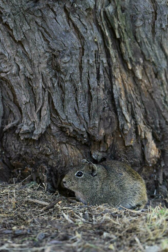 Desert Cavi, Lihue Calel National Park, La Pampa Province, Patagonia , Argentina photo