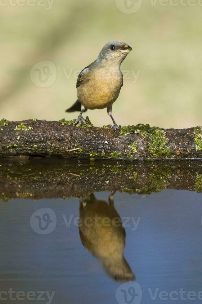 Blue and yellow tanager, Female, La Pampa Province, Patagonia, Argentina. photo