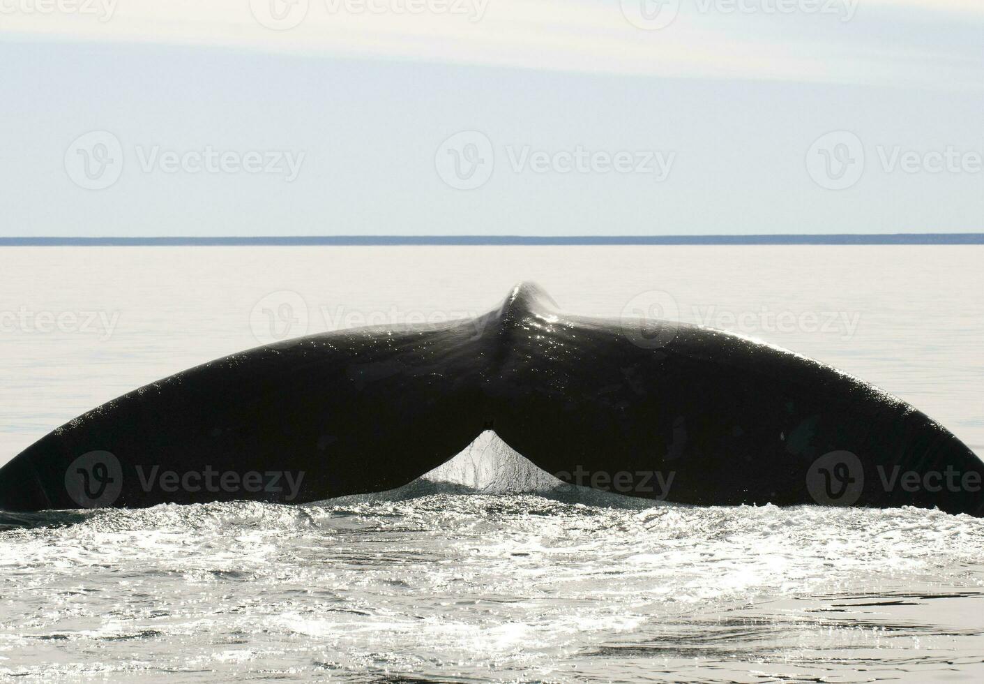 Whale tail in Peninsula Valdes,, Patagonia, Argentina photo