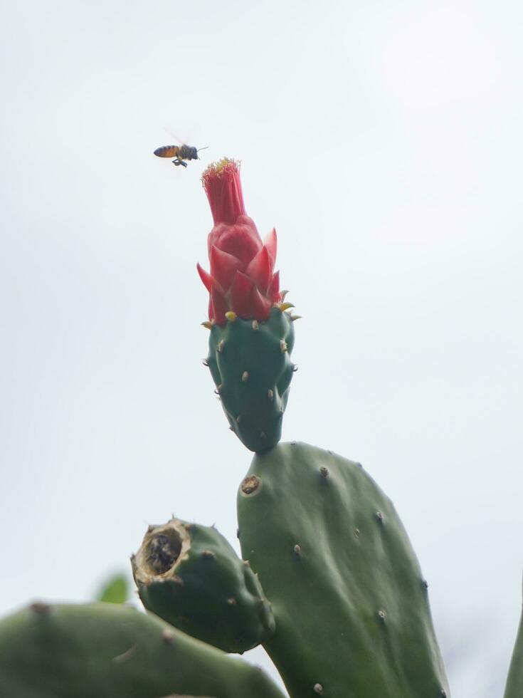 kaktus centong o Opuntia cochenillifera foto