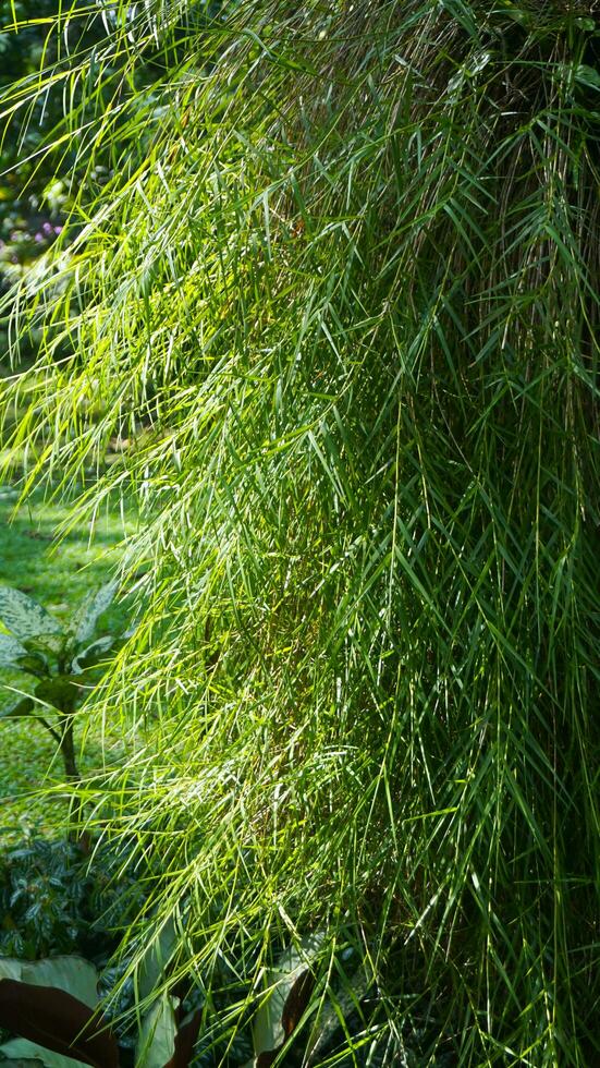 Daun bambu menangis photo