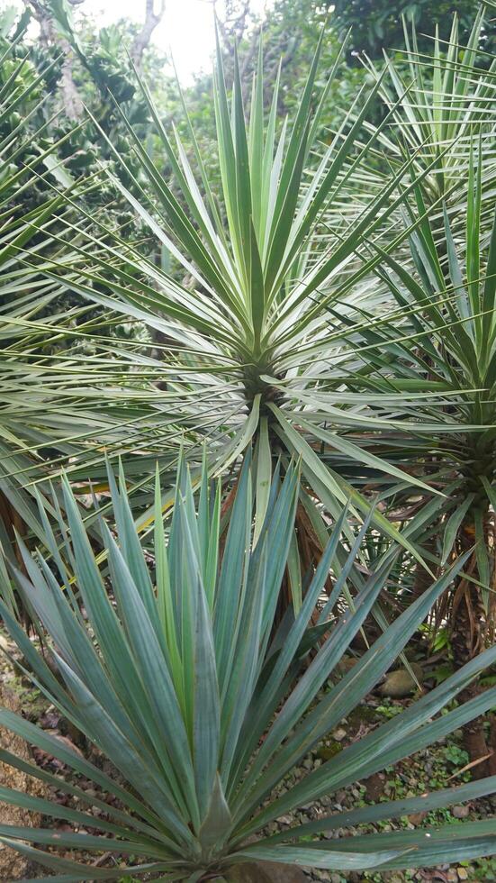 Kaktus Tombak raja or Spanish Dagger photo