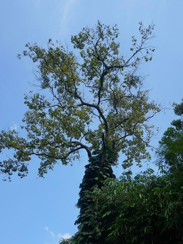 Tall tree against a blue sky background photo