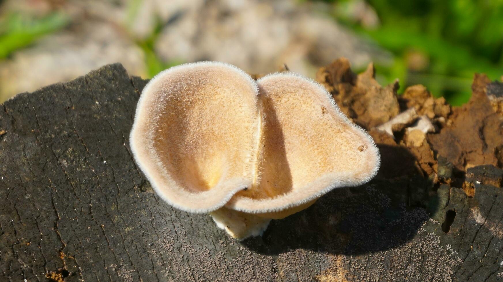 Jamur Panus neostrigosus photo