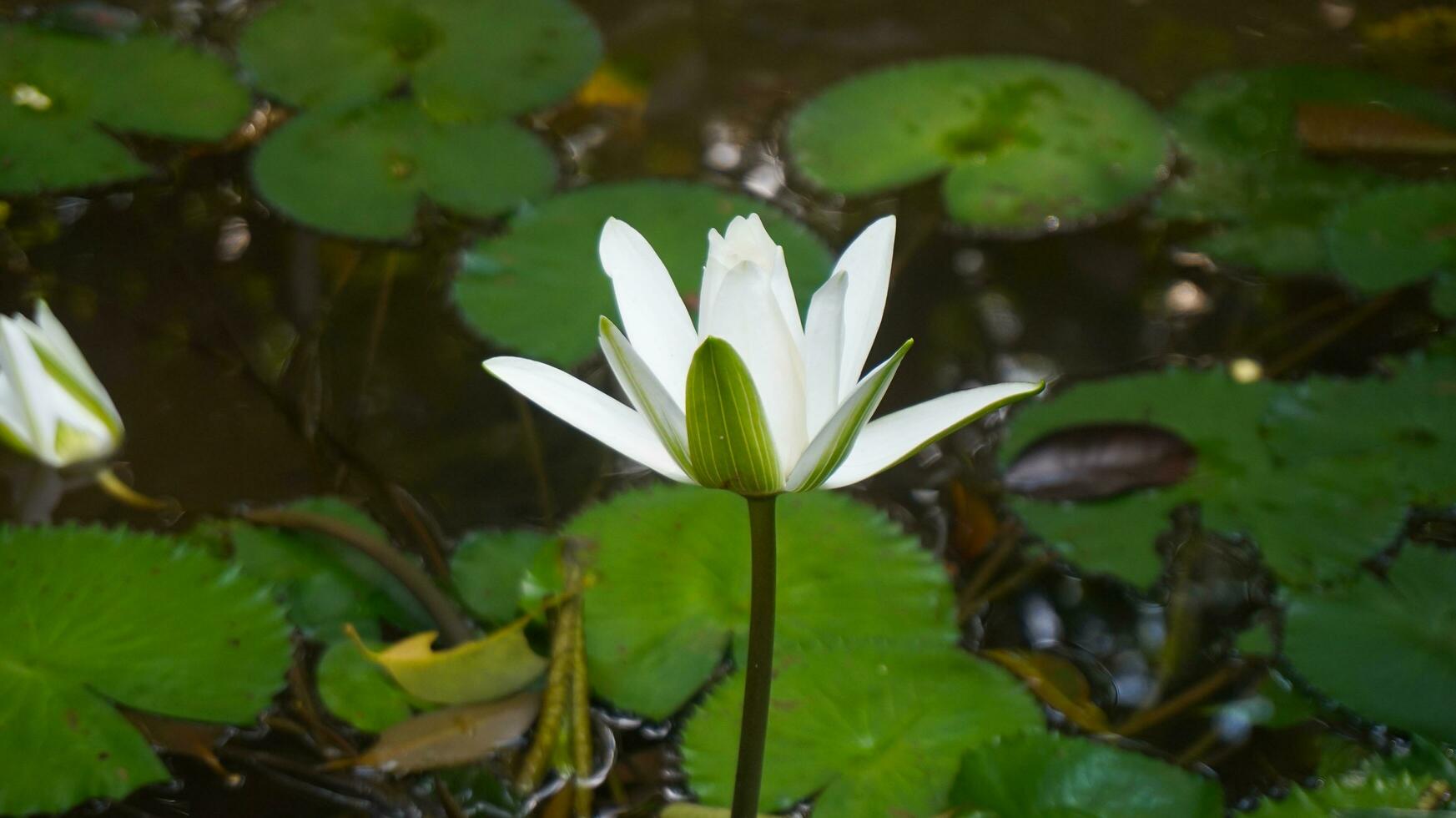 Teratai or waterlily or genus Nelumbo photo