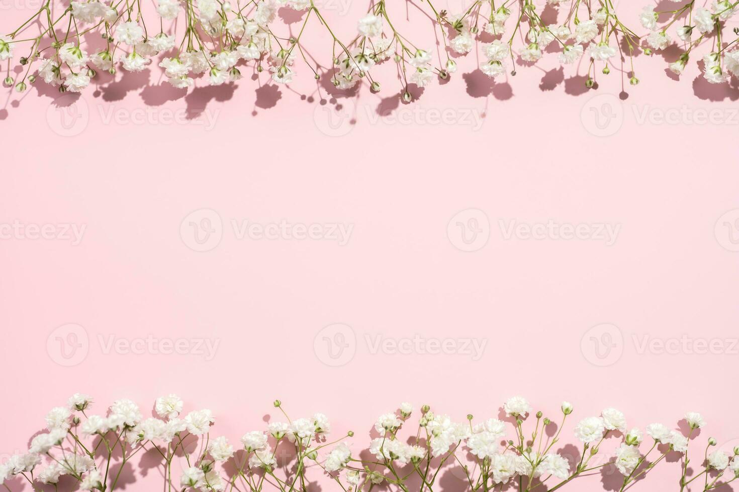 Baby's breath gypsophila on pink background with shadow photo