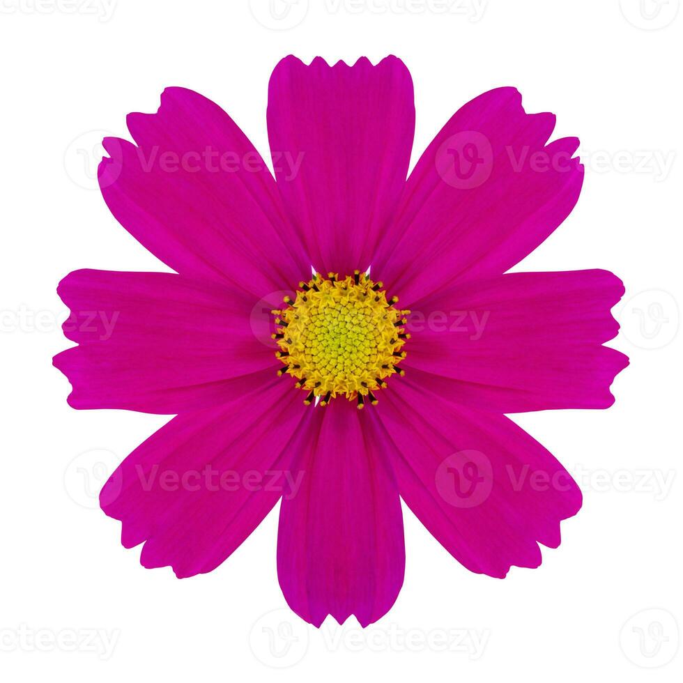 Purple cosmos flower isolated on white with clipping path photo