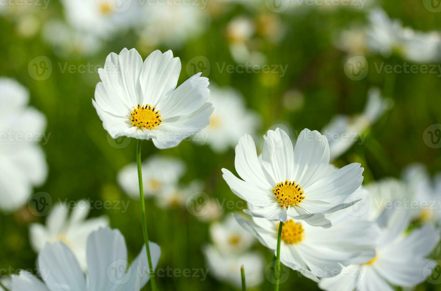 White cosmos flowers in the garden photo