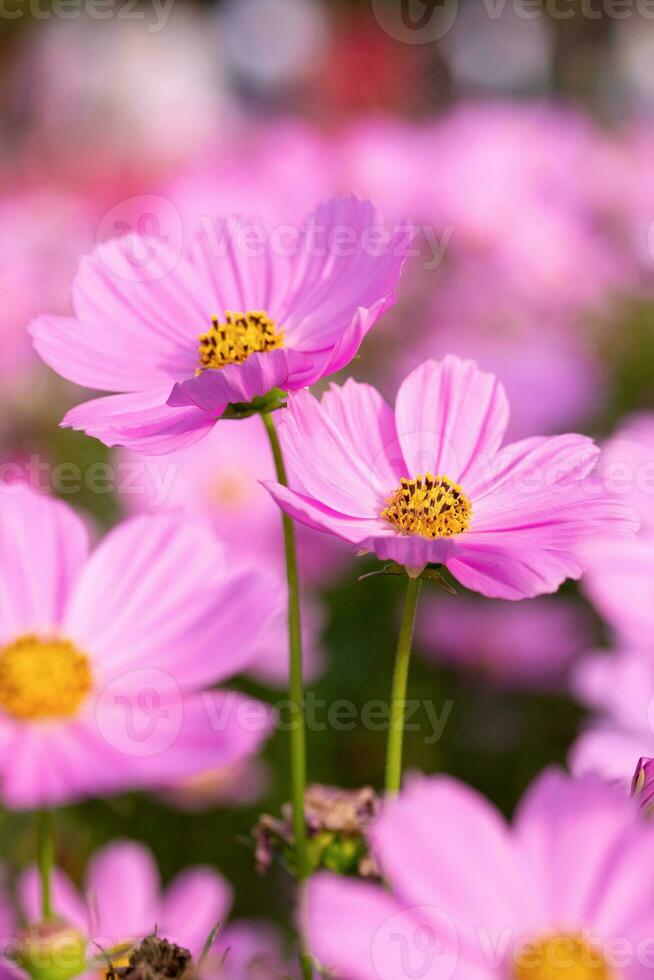 Pink cosmos flowers in the garden photo