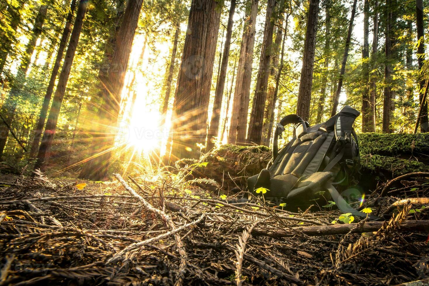 Hiker Backpack in forest photo