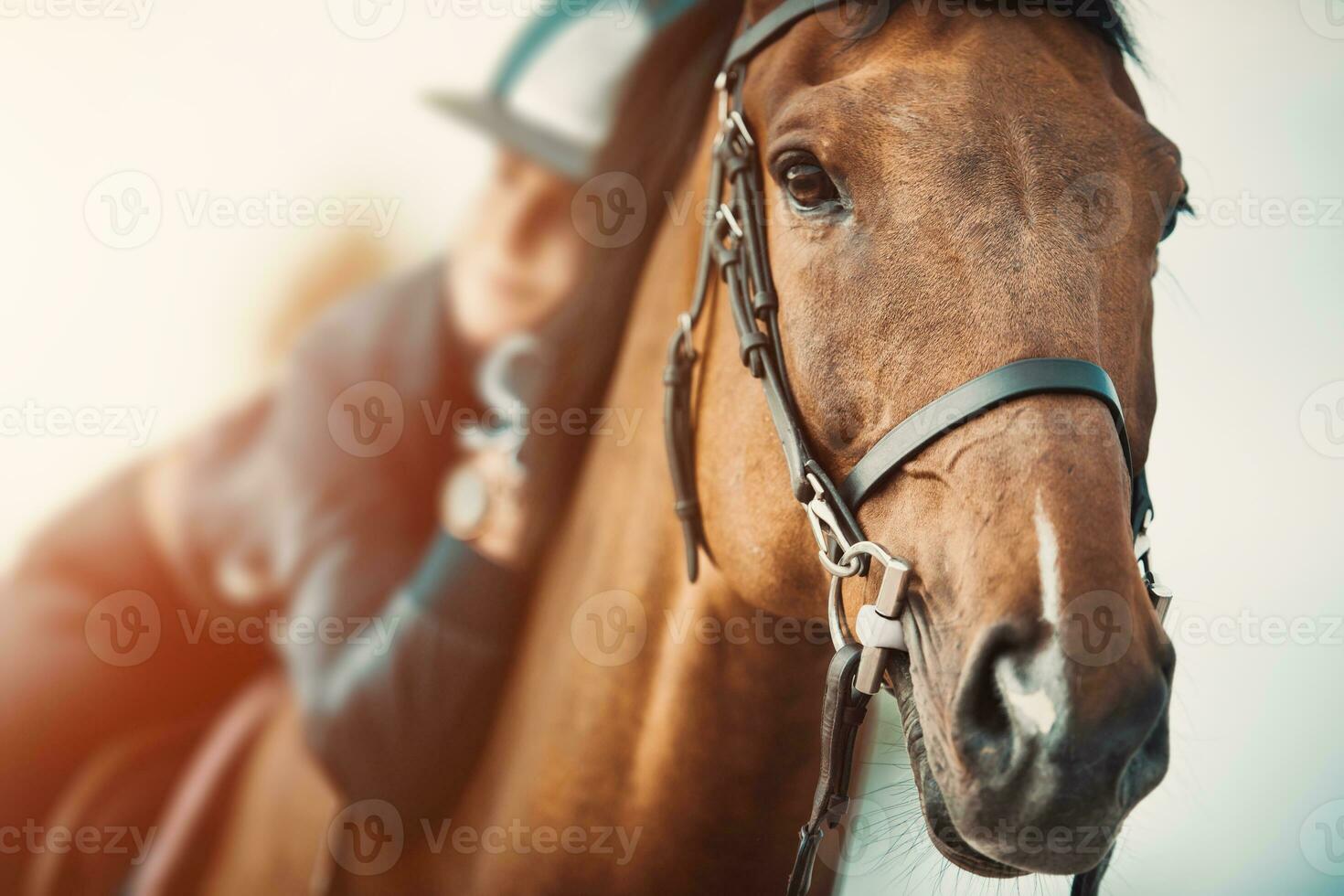 caballo jinete abrazando su caballo después capacitación. ecuestre tema. foto