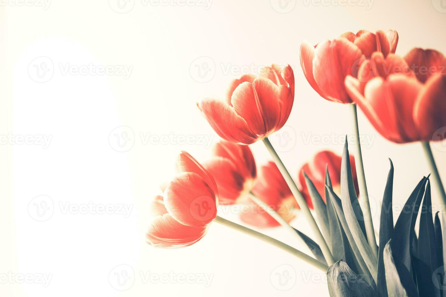 Red tulips over white background. Valentines day background. photo