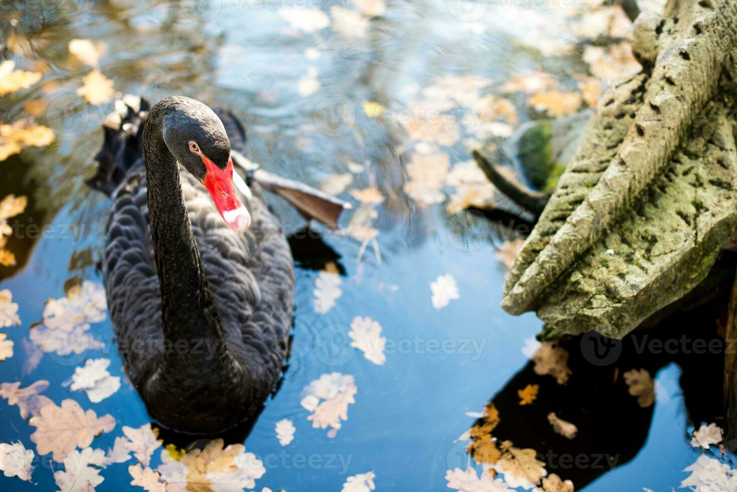 Swan on Water photo