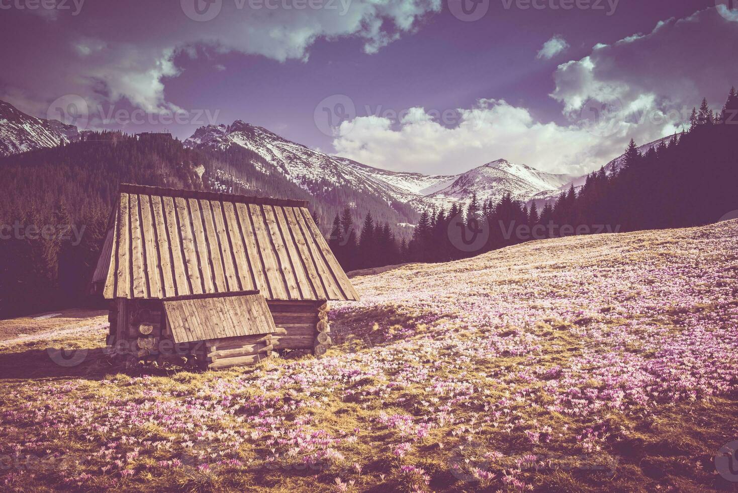 antiguo de madera montaña cabina rodeado por azafrán prado foto