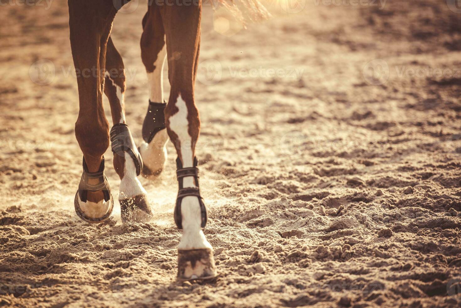 Horse legs running in sunset photo